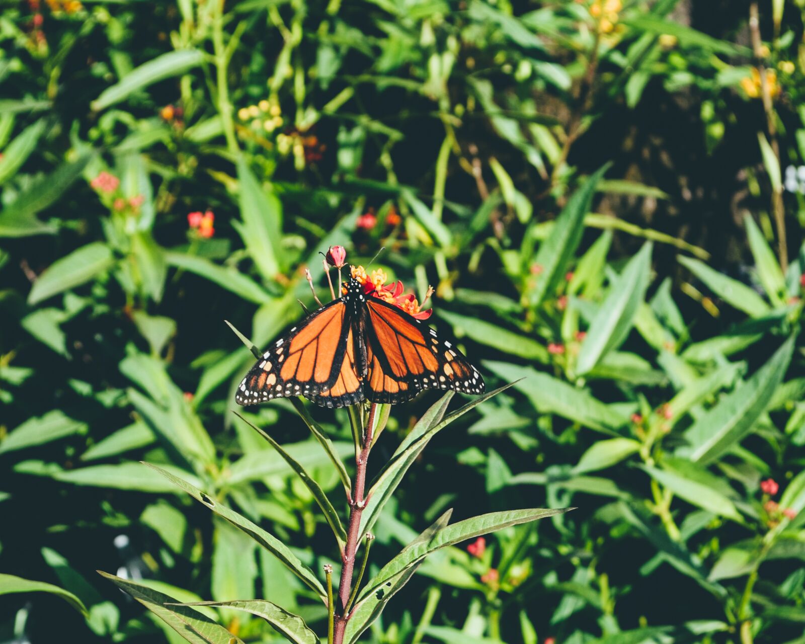 Nikon D5100 sample photo. Butterfly, monarch butterfly, outdoors photography