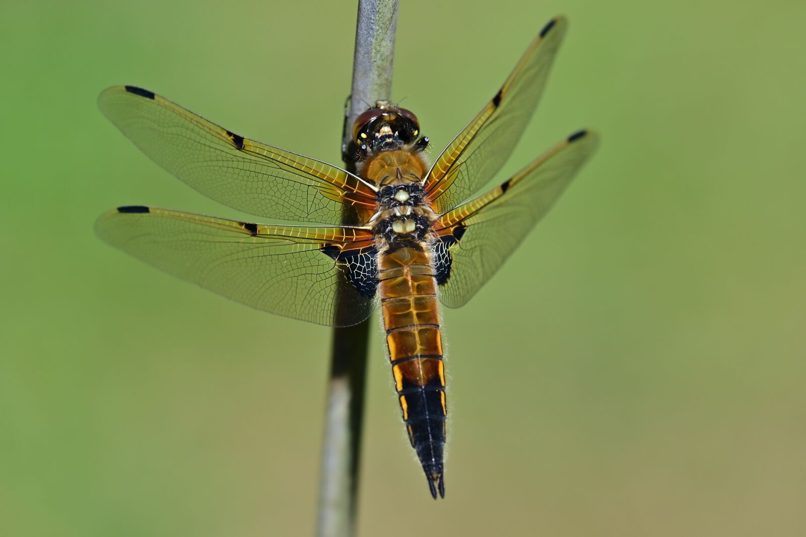 Nikon Z 50 sample photo. Four-spotted dragonfly, precious dragonfly photography