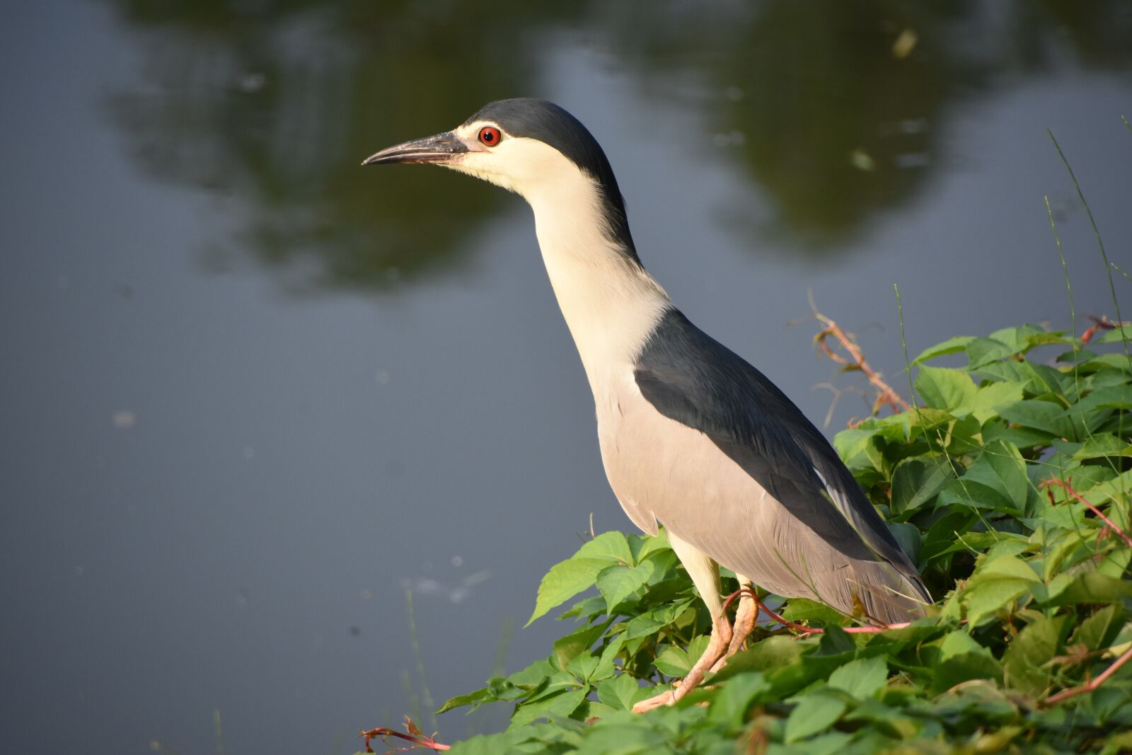 Nikon D7200 sample photo. Night heron, birds, at photography