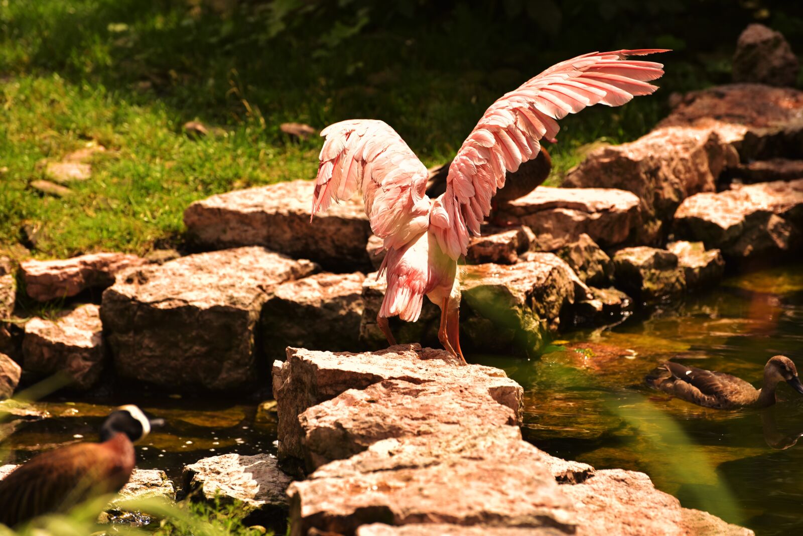 Nikon D750 sample photo. Bird, pink, water photography
