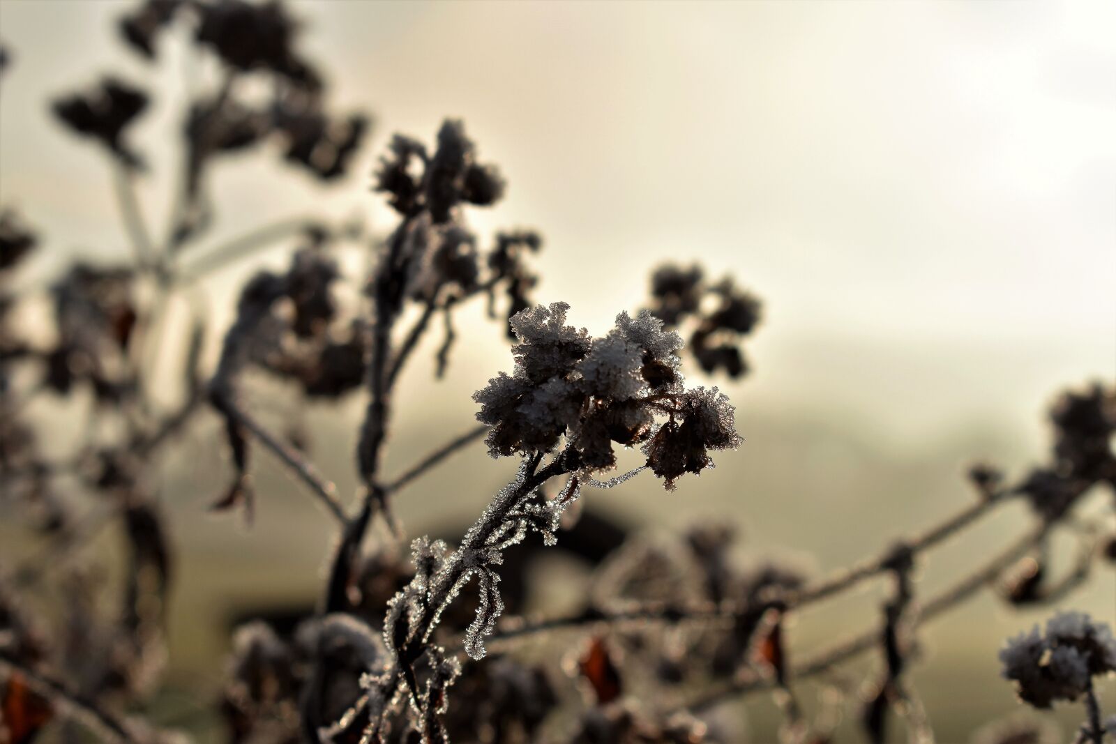 Nikon D5500 sample photo. Leaf, grass, frost photography