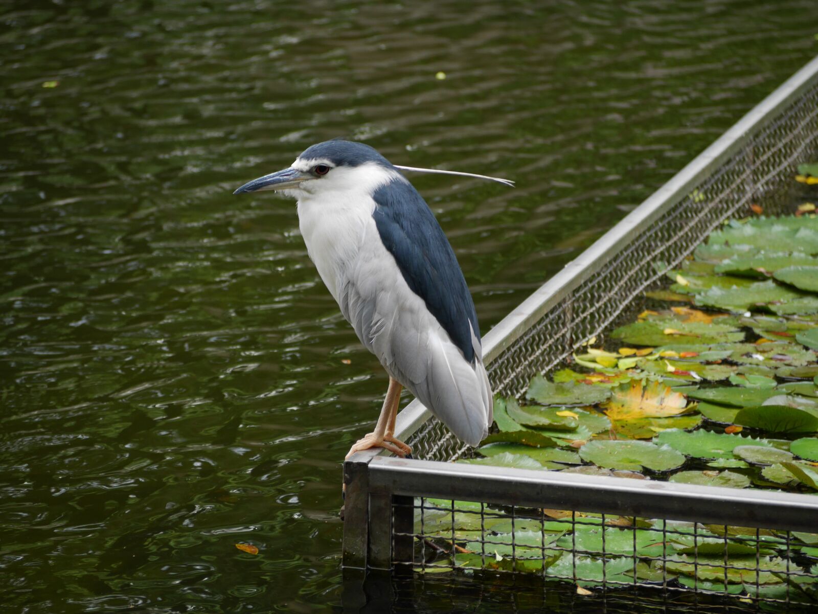 Panasonic Lumix DMC-GX7 sample photo. Bird, water, park photography