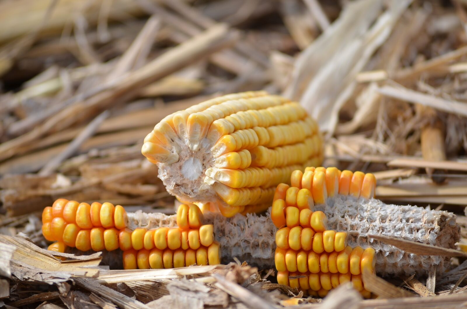 Nikon D7000 sample photo. Corn, field, nature photography