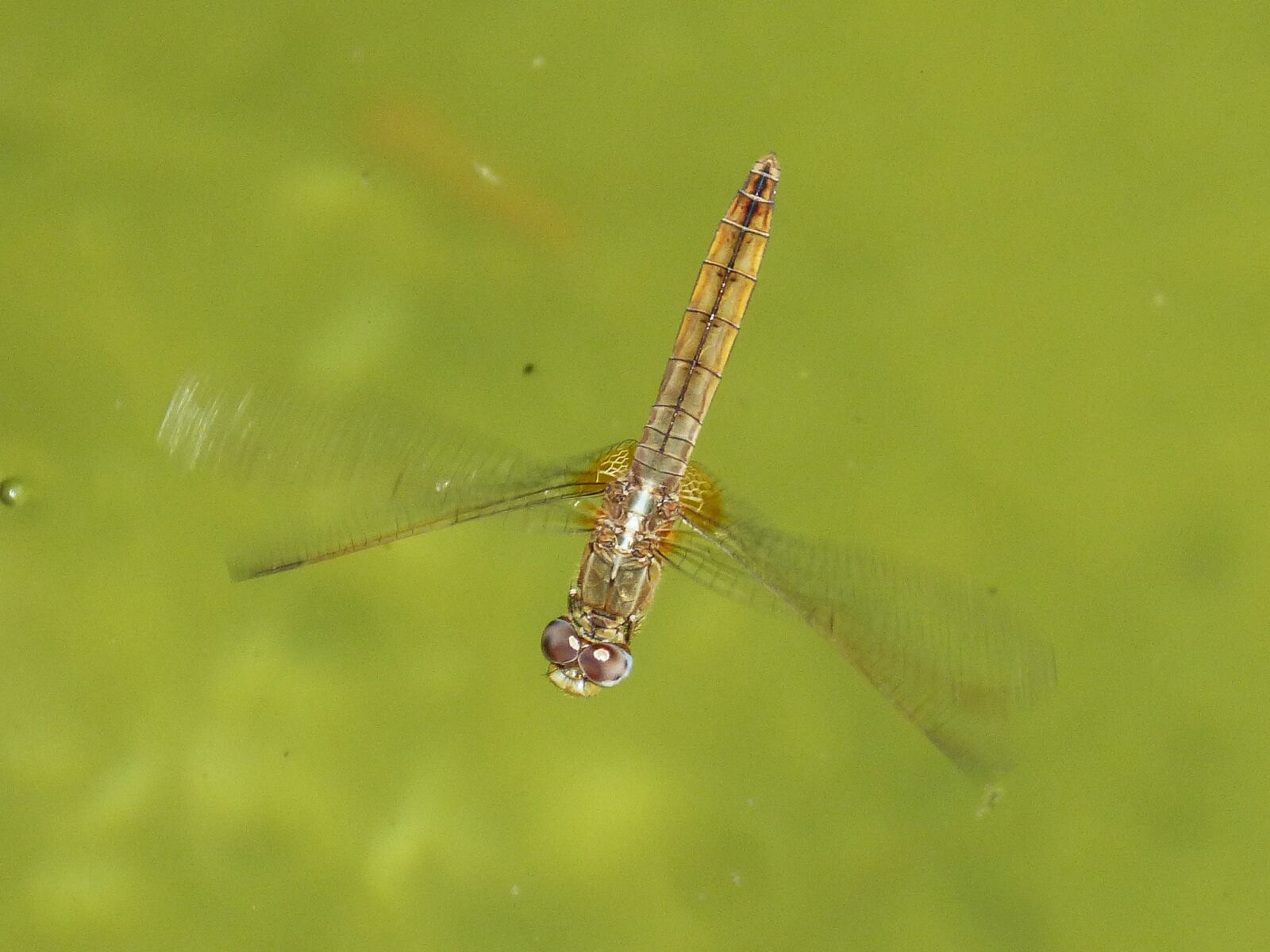 Panasonic DMC-FZ62 sample photo. Yellow dragonfly, flight, flying photography