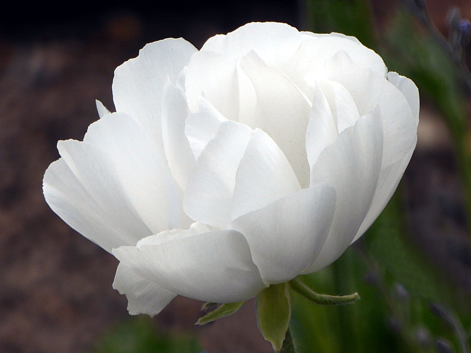 Panasonic Lumix DMC-ZS50 (Lumix DMC-TZ70) sample photo. Flower, anemone, white photography