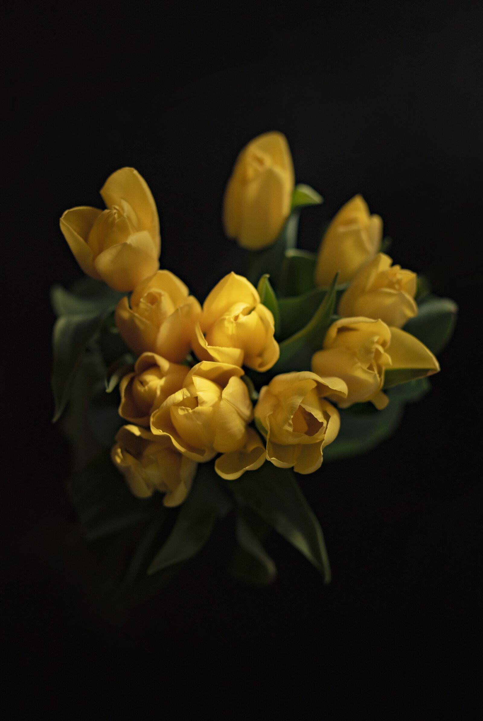 Nikon D750 sample photo. Tulips, yellow tulips, yellow photography