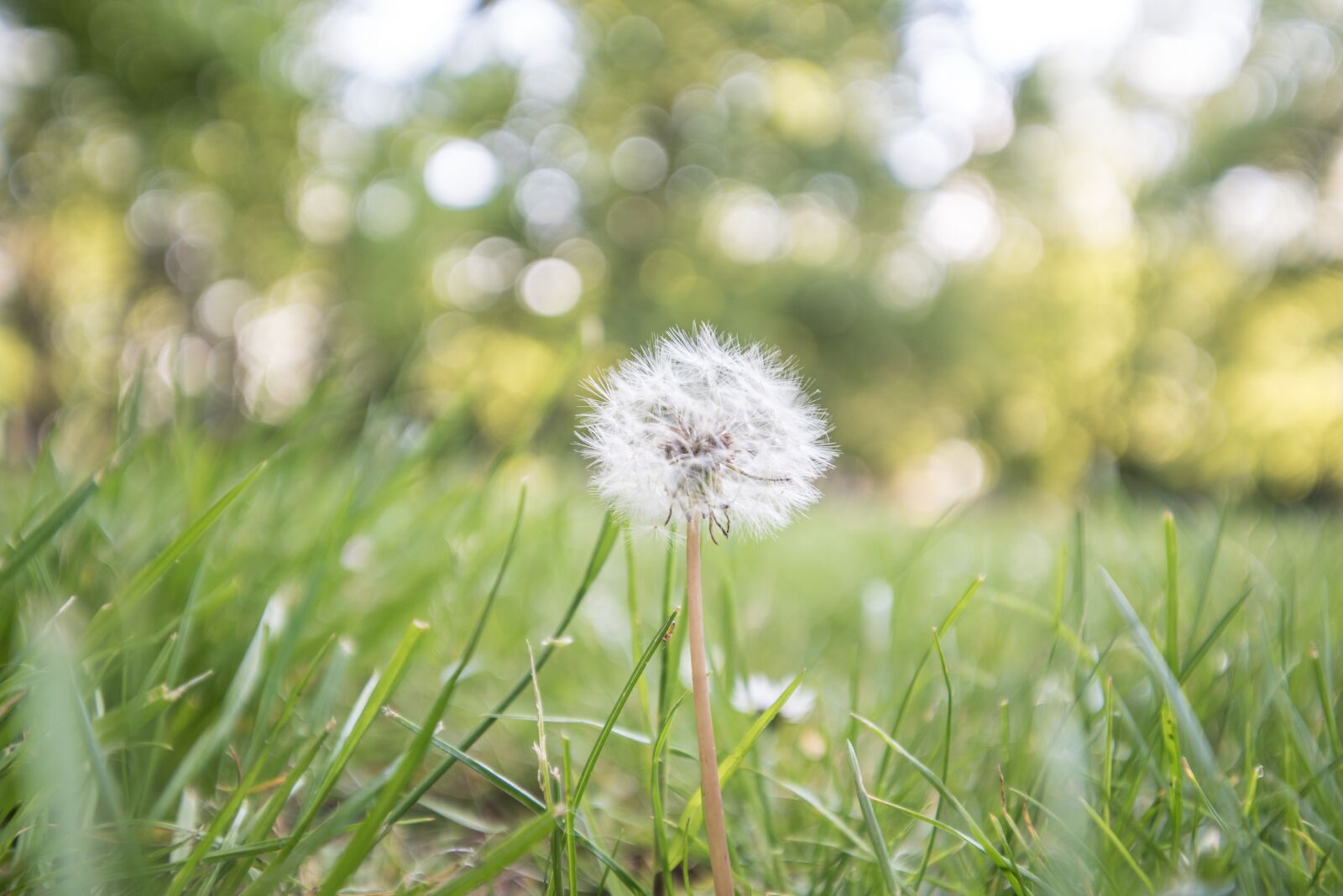 Nikon D750 sample photo. Flower, park, nature photography