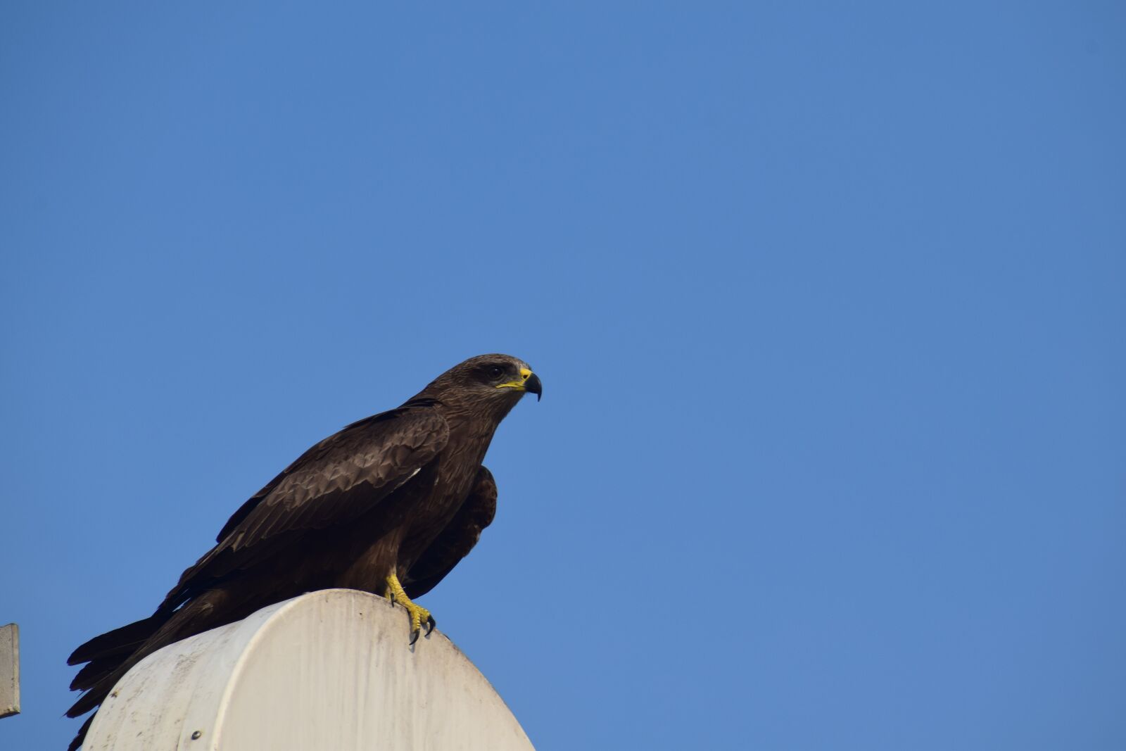 Nikon D5300 sample photo. Wildlife, bird, nature photography
