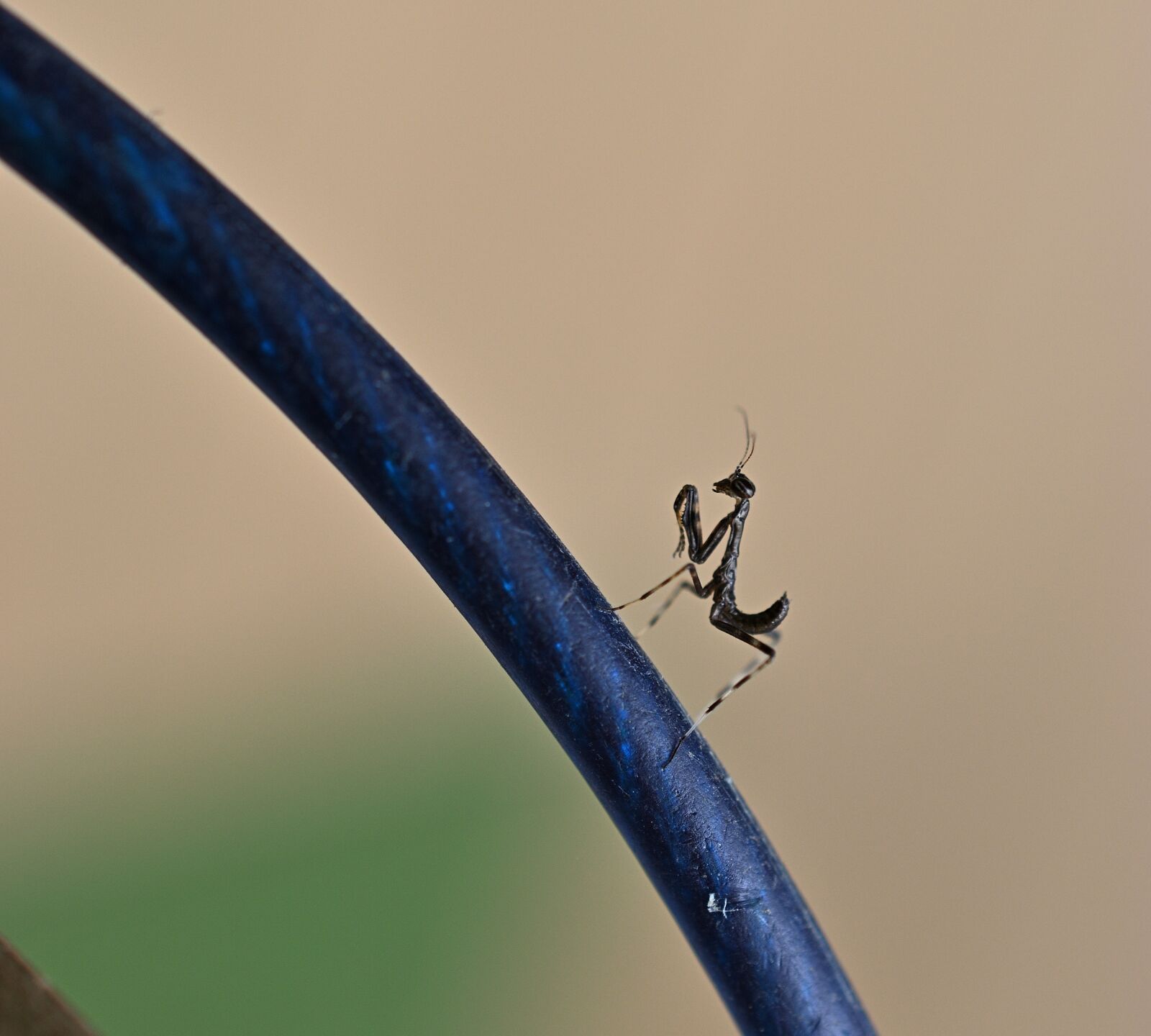 Nikon D3500 sample photo. Mantis, green, brown photography
