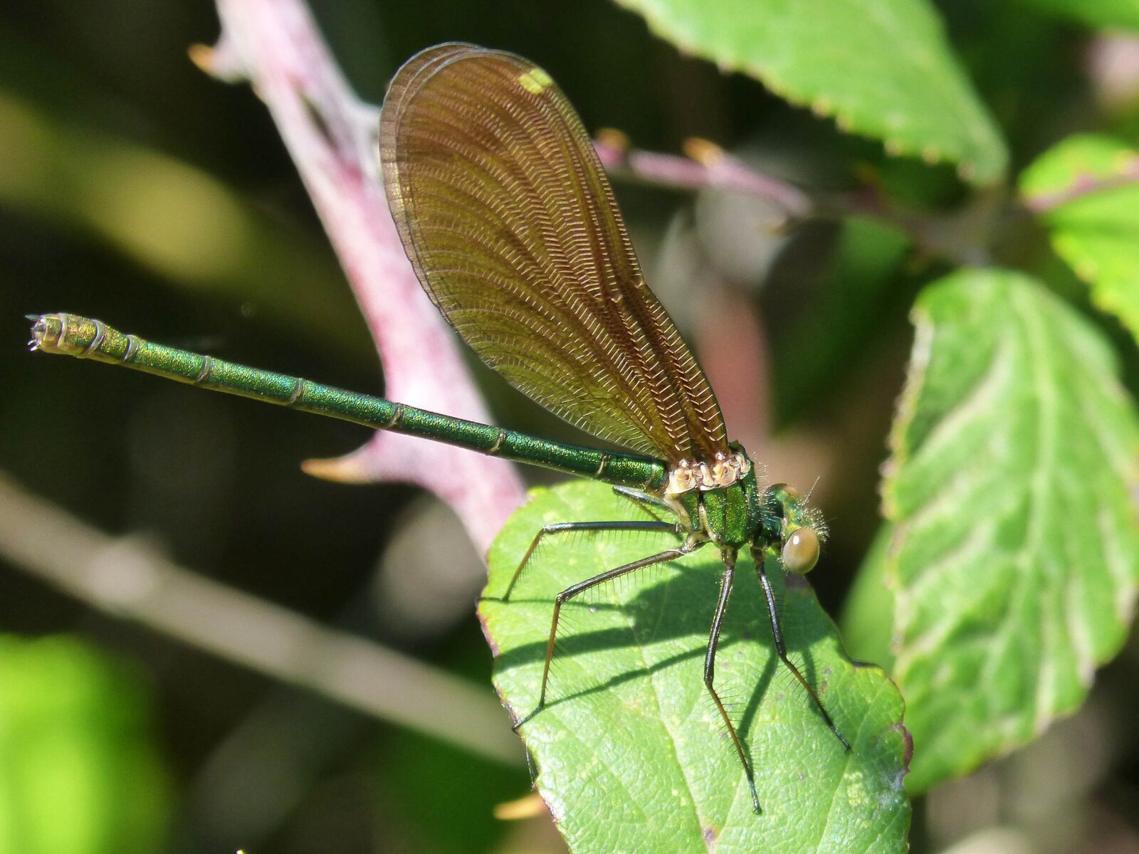 Panasonic DMC-FZ62 sample photo. Dragonfly, calopteryx virgo, iridescent photography