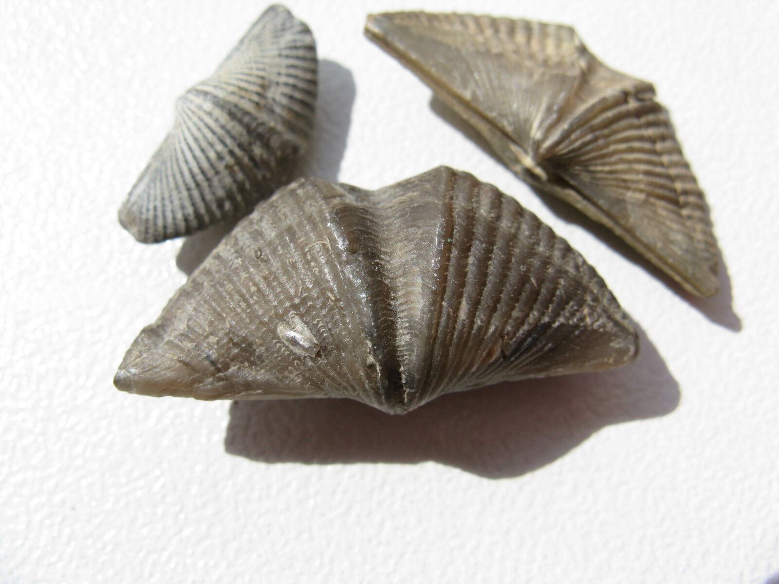 Canon POWERSHOT A720 IS sample photo. Brachiopods, mussels, brachiopoda photography