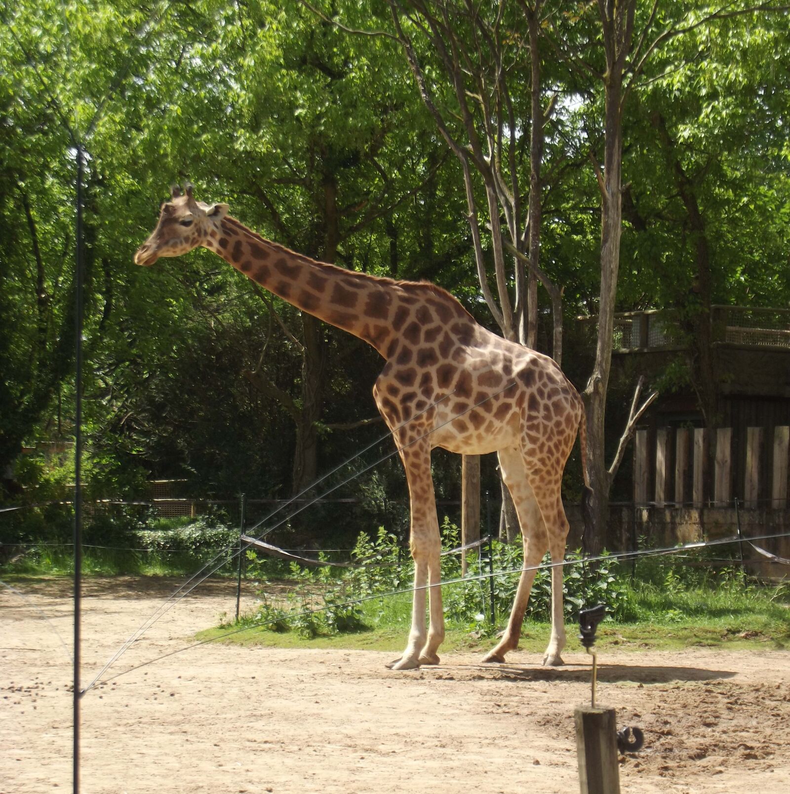 Fujifilm FinePix S2995 sample photo. Giraffe, girafon, africa photography