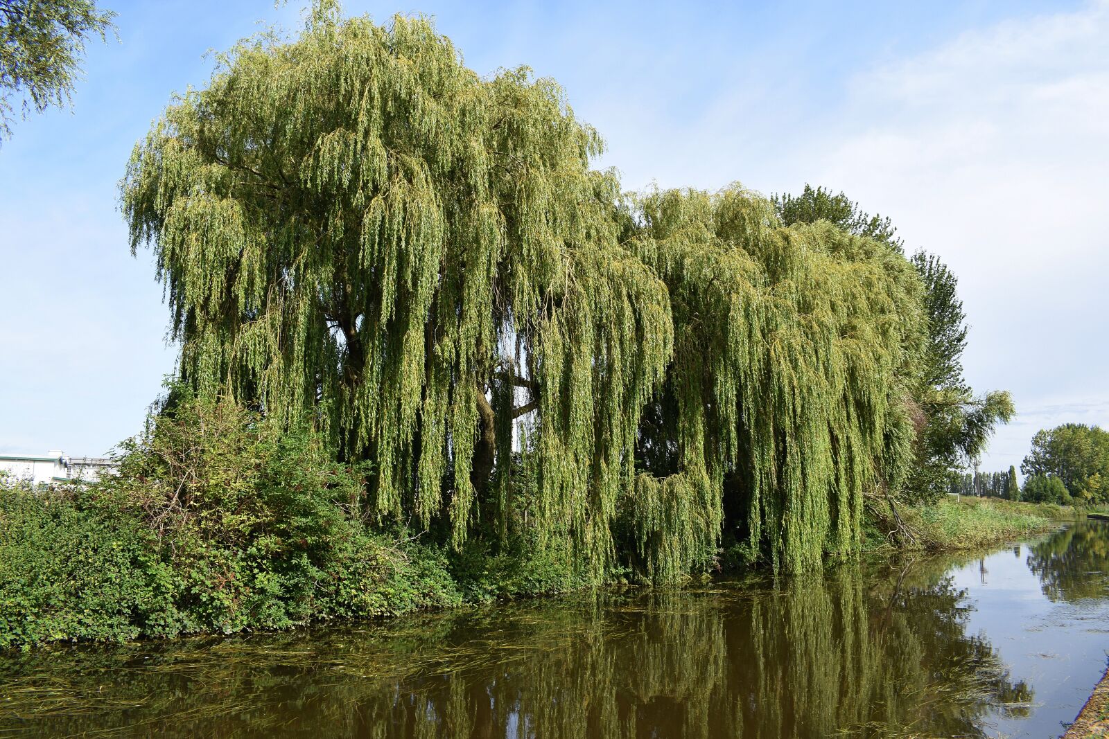 Nikon D3400 sample photo. Willow trees, canal, water photography