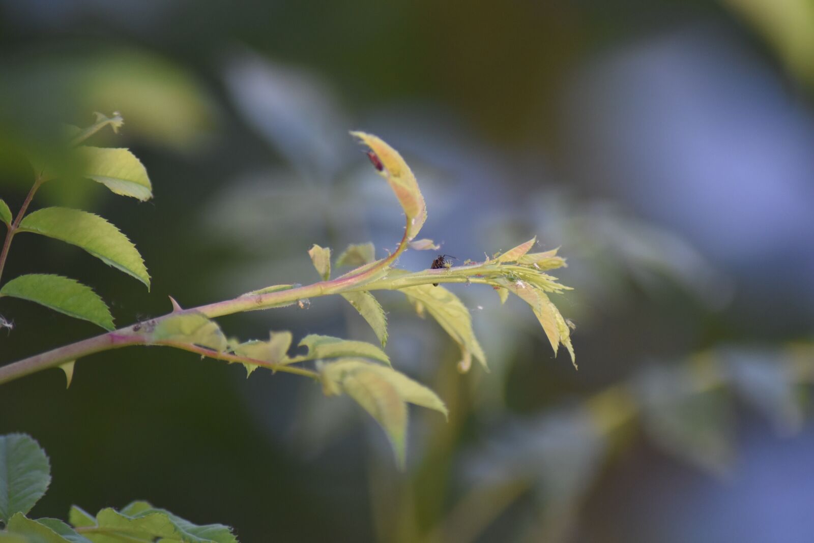 Nikon D750 sample photo. Flower, nature, hydrangea photography