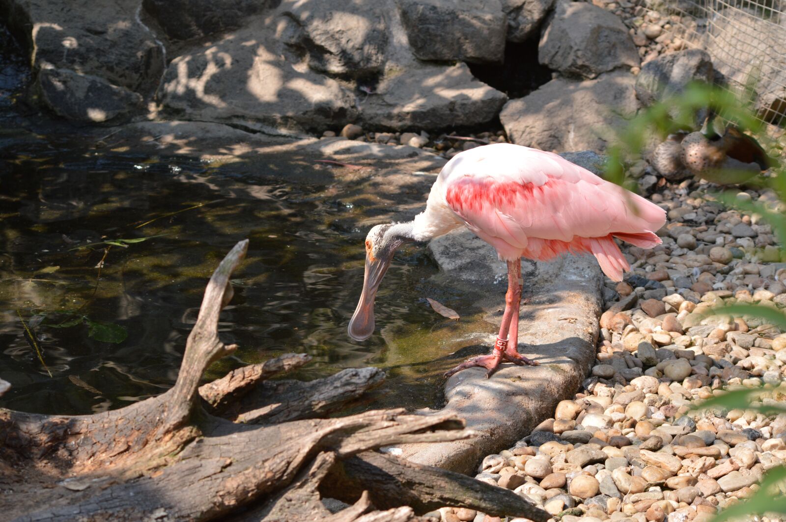 Nikon D3200 sample photo. Bird, feather, zoo photography