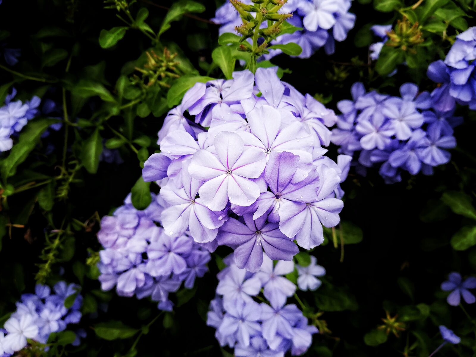 HUAWEI P20 lite sample photo. Flowers, flower, purple photography
