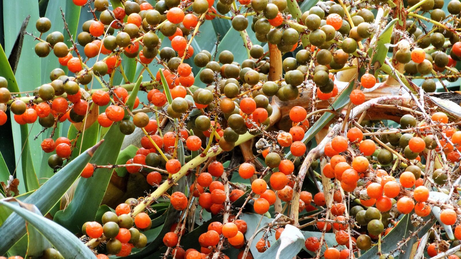 Sony Cyber-shot DSC-HX300 sample photo. Fruits, red, nature plants photography