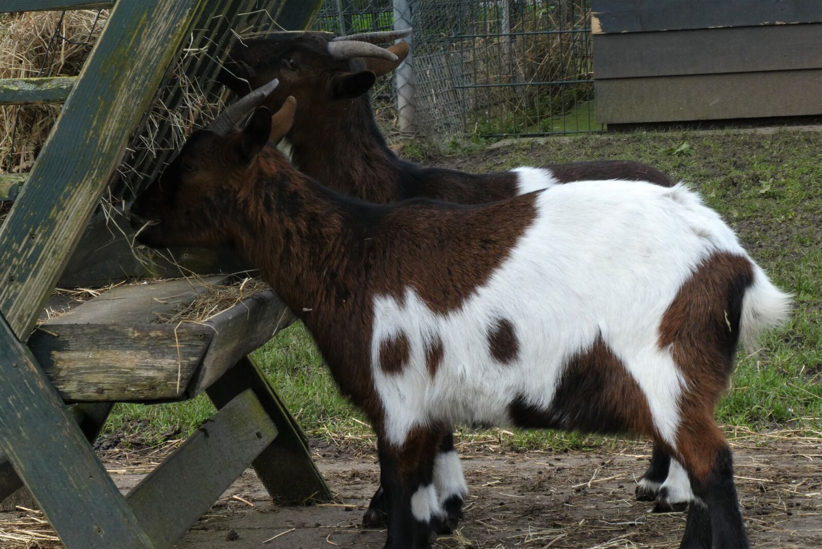 Panasonic Lumix DC-ZS70 (Lumix DC-TZ90) sample photo. Goats, goat, food photography