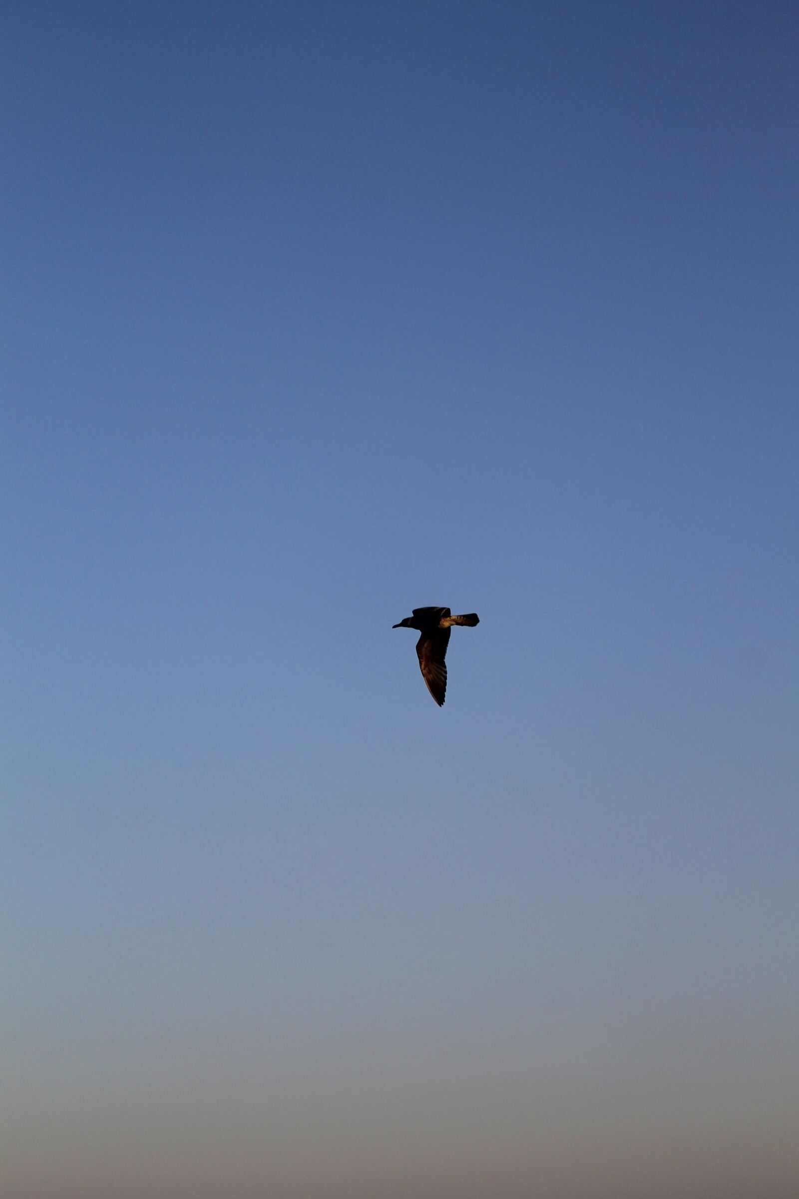 Canon EOS 1100D (EOS Rebel T3 / EOS Kiss X50) sample photo. Sky, bird, height photography