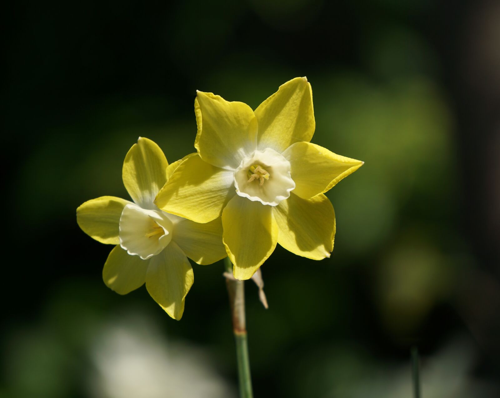 Sony E 55-210mm F4.5-6.3 OSS sample photo. Narcissus, narcissus pseudonarcissus, daffodil photography