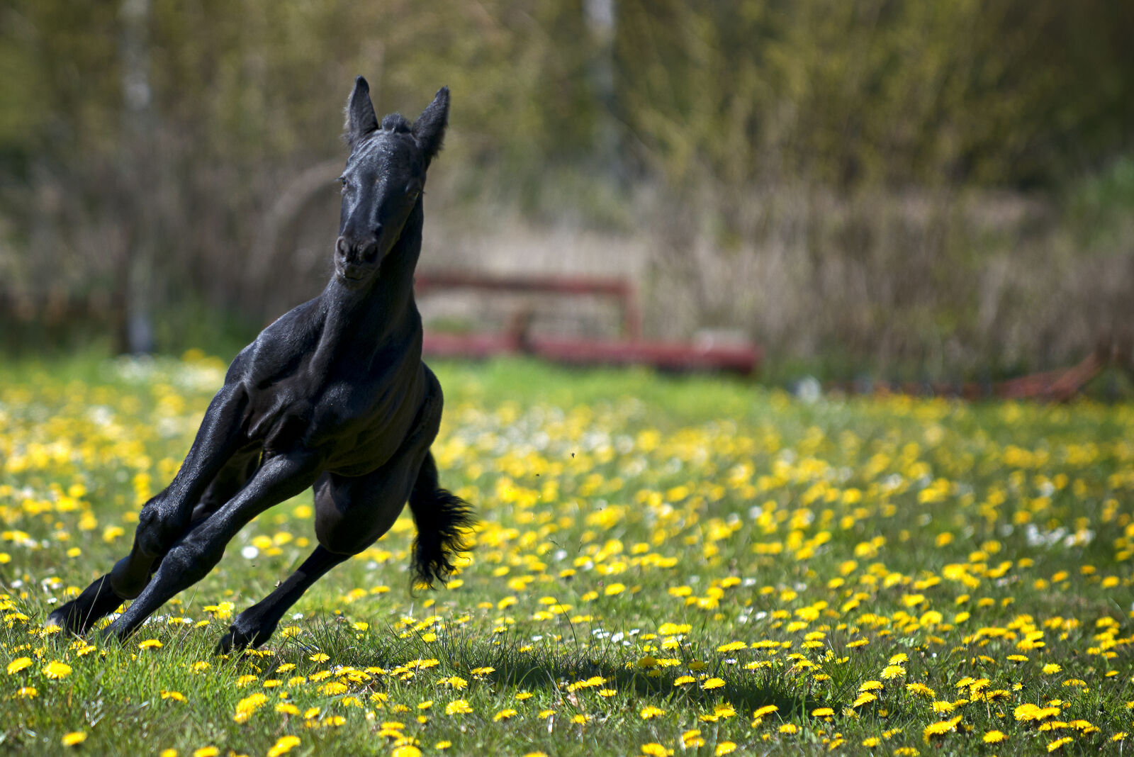 Nikon AF-S Nikkor 70-200mm F2.8G ED VR sample photo. Horse, pony, young, animal photography