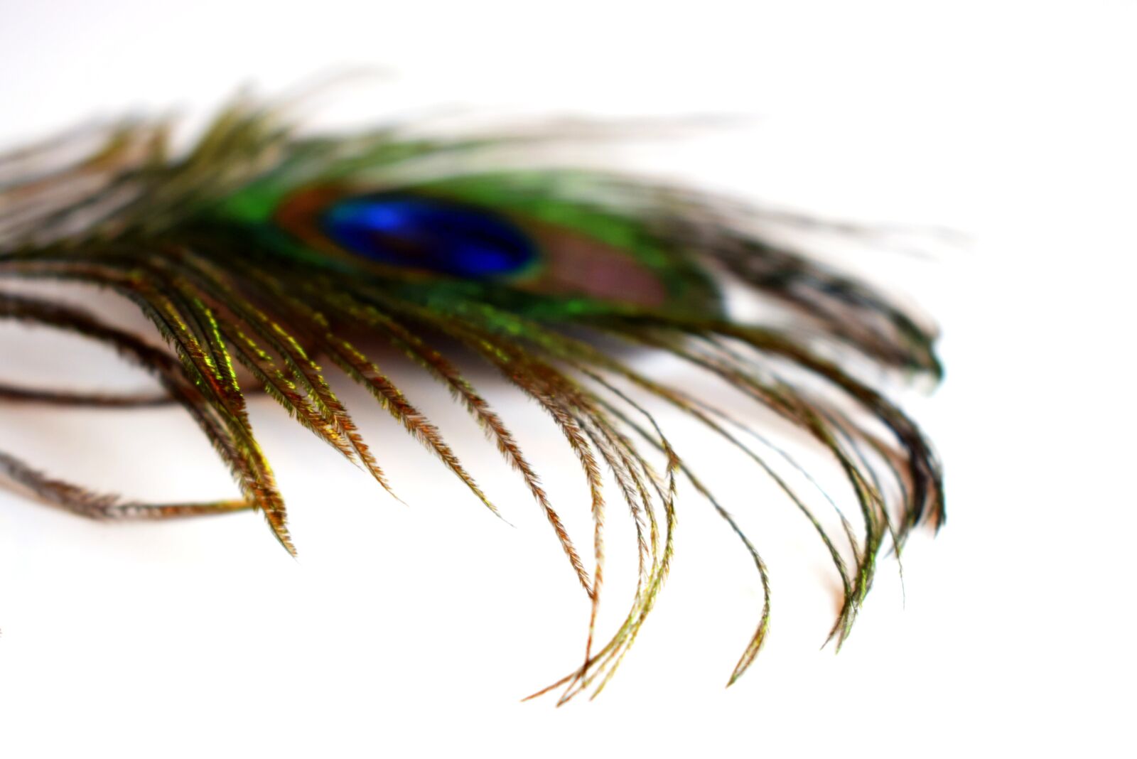 Nikon D3300 sample photo. Peacock, bird, color photography