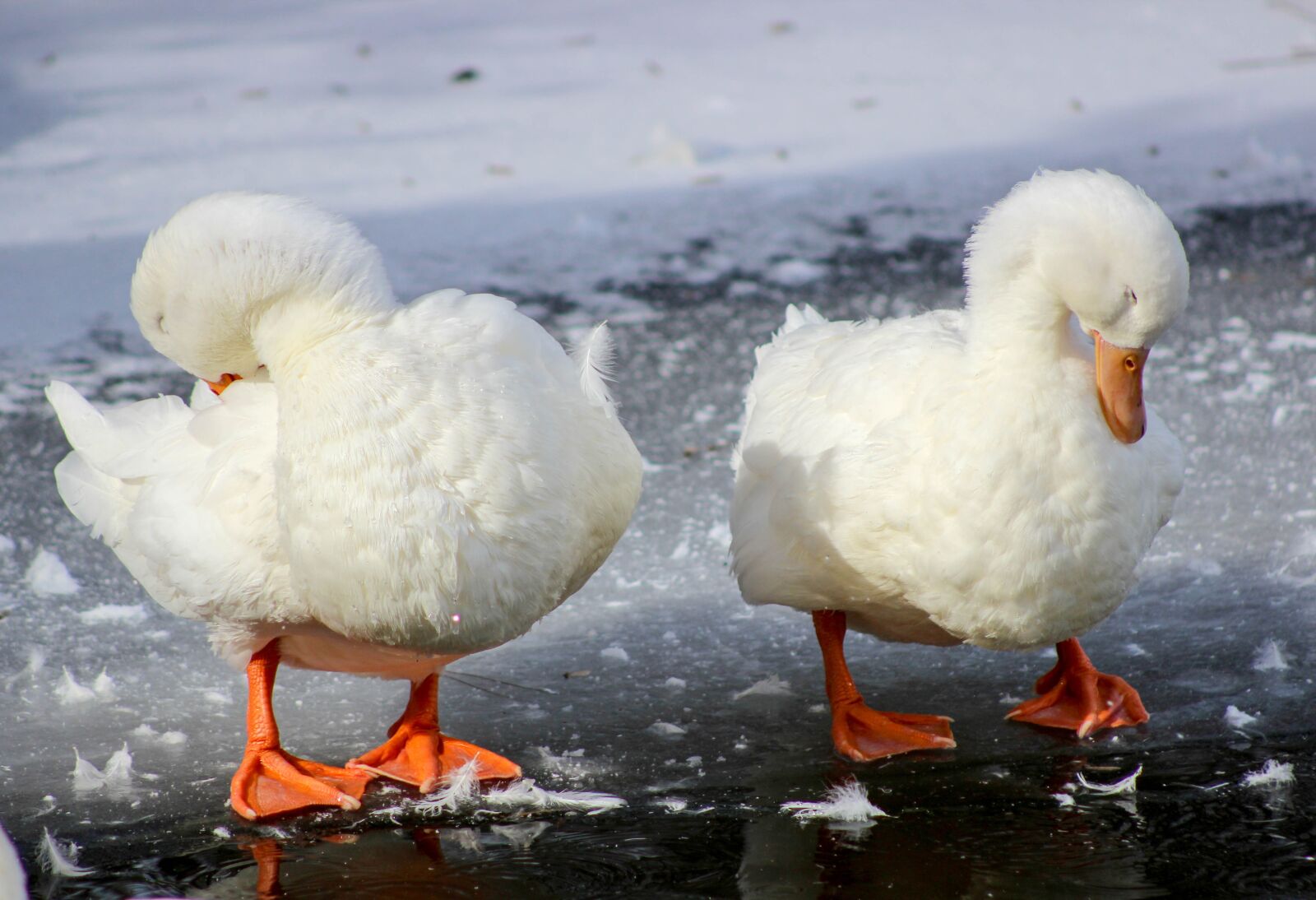 Canon EOS 600D (Rebel EOS T3i / EOS Kiss X5) sample photo. Two, duck, pair photography