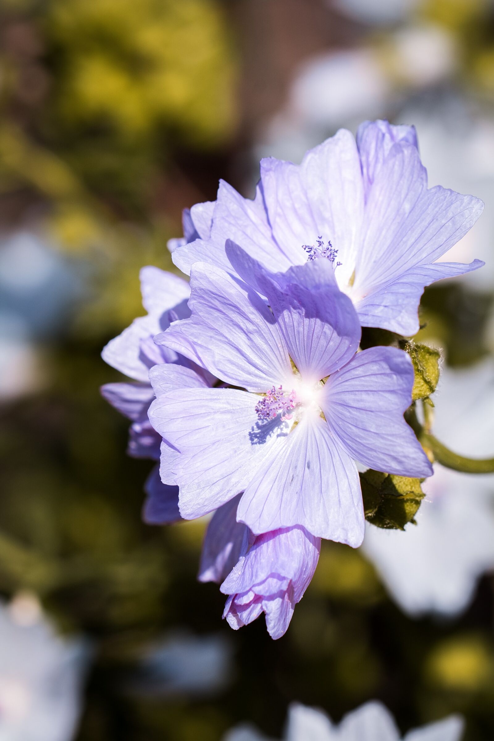 Nikon D7100 sample photo. Stock rose, blue, blue photography