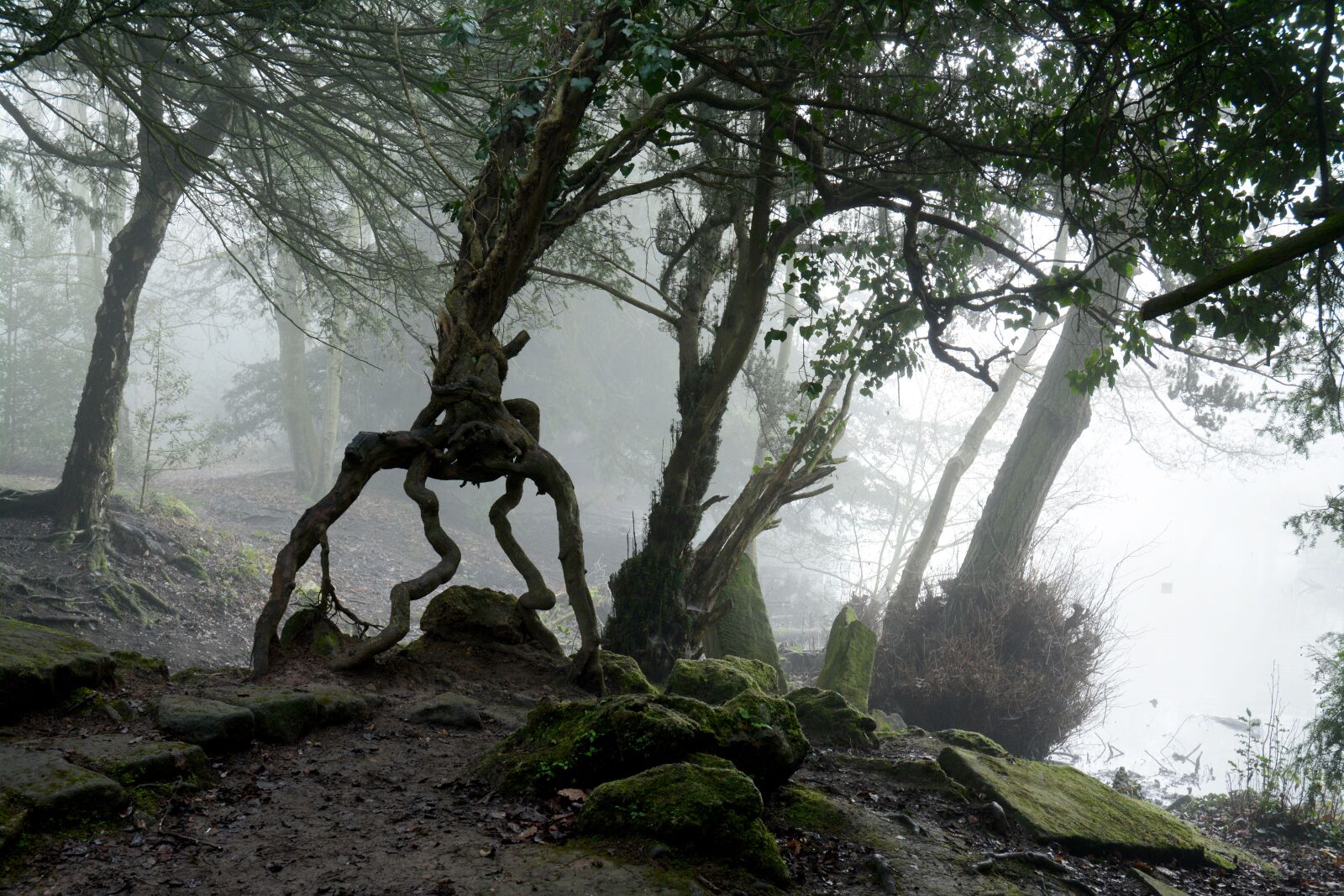 Nikon D7100 sample photo. Woods, spooky, misty photography