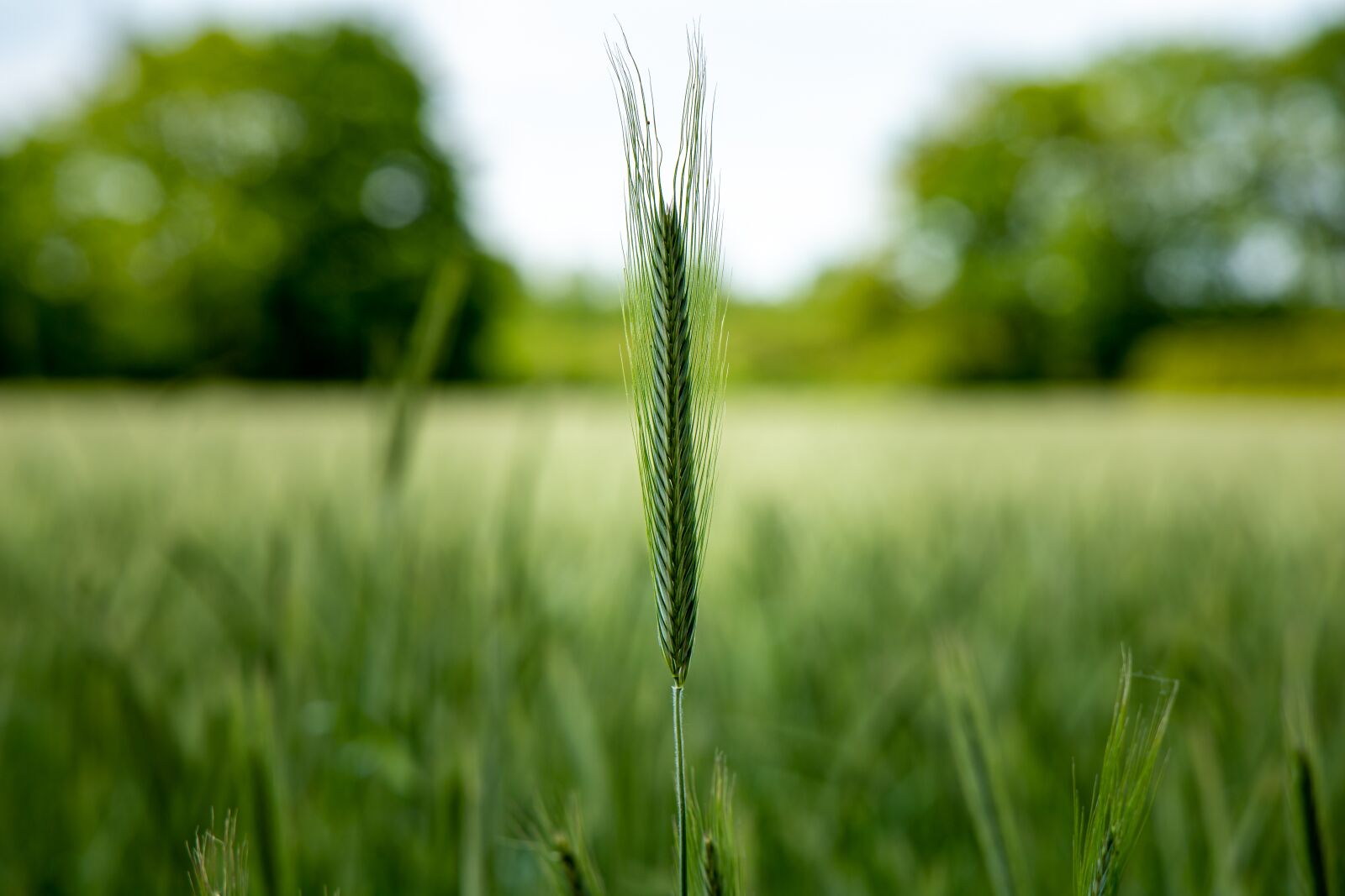 Canon EOS RP + Canon RF 24-105mm F4L IS USM sample photo. Landscape, wheat field, cornfield photography