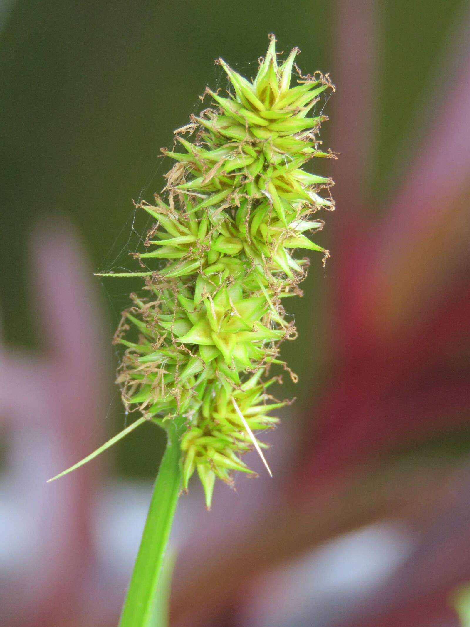 Canon PowerShot SX60 HS sample photo. Bloom, green, plant photography
