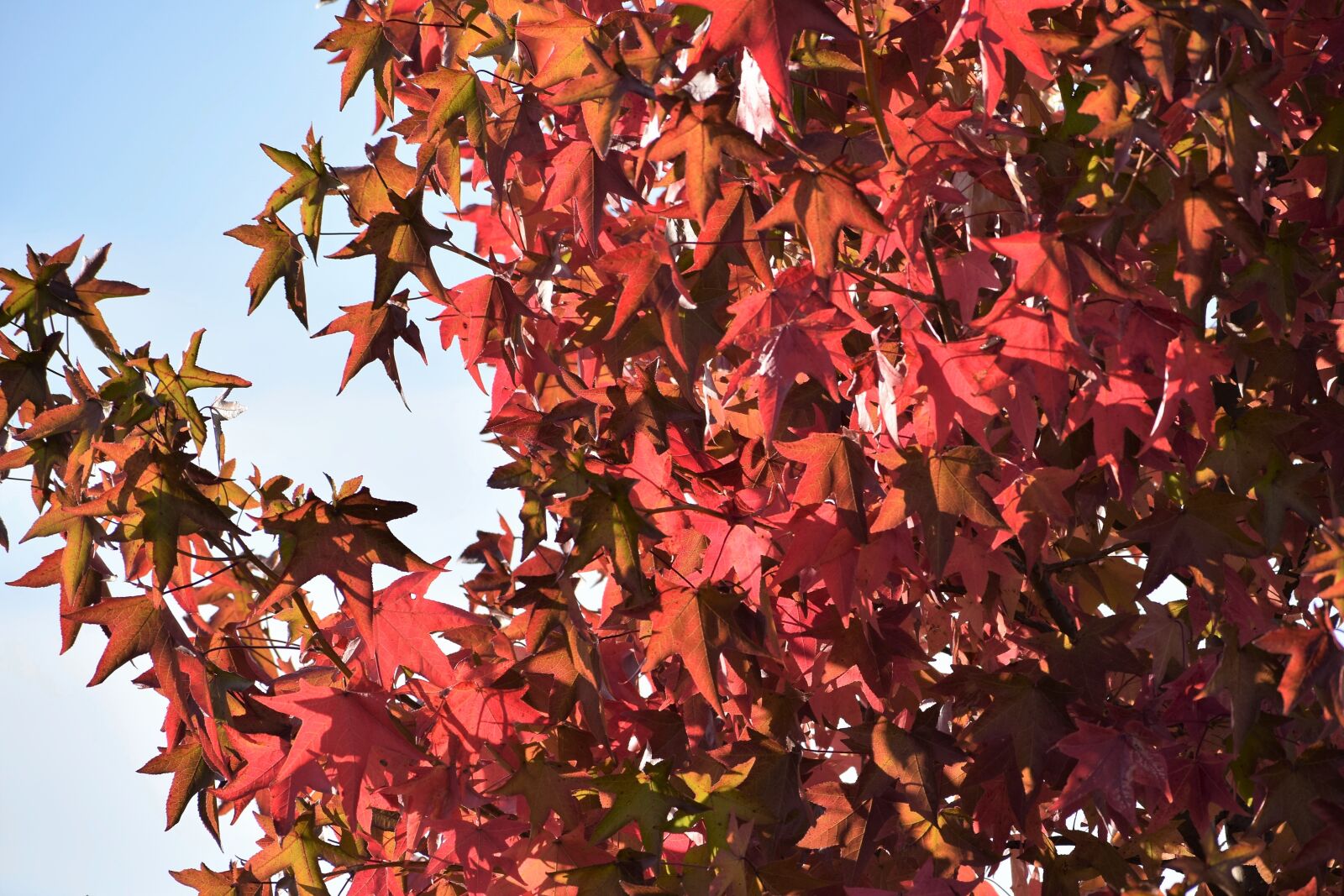 Nikon D3300 sample photo. Tree, branches, colorful autumn photography
