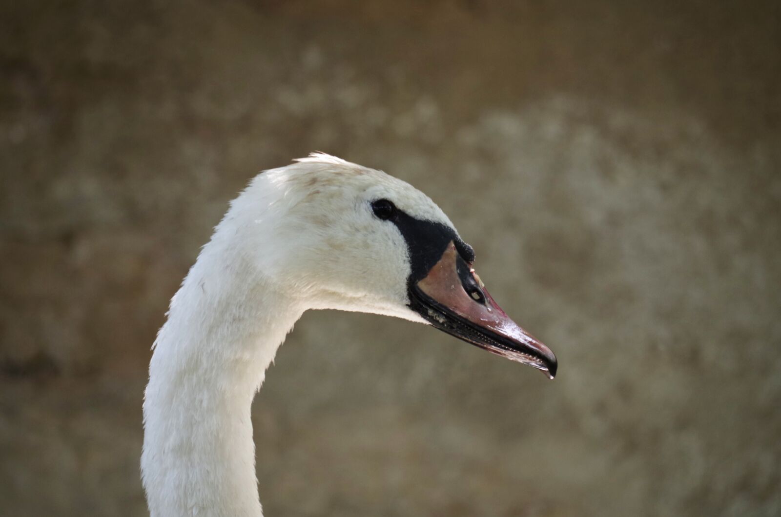 Pentax K-500 sample photo. Swan, bird, white photography