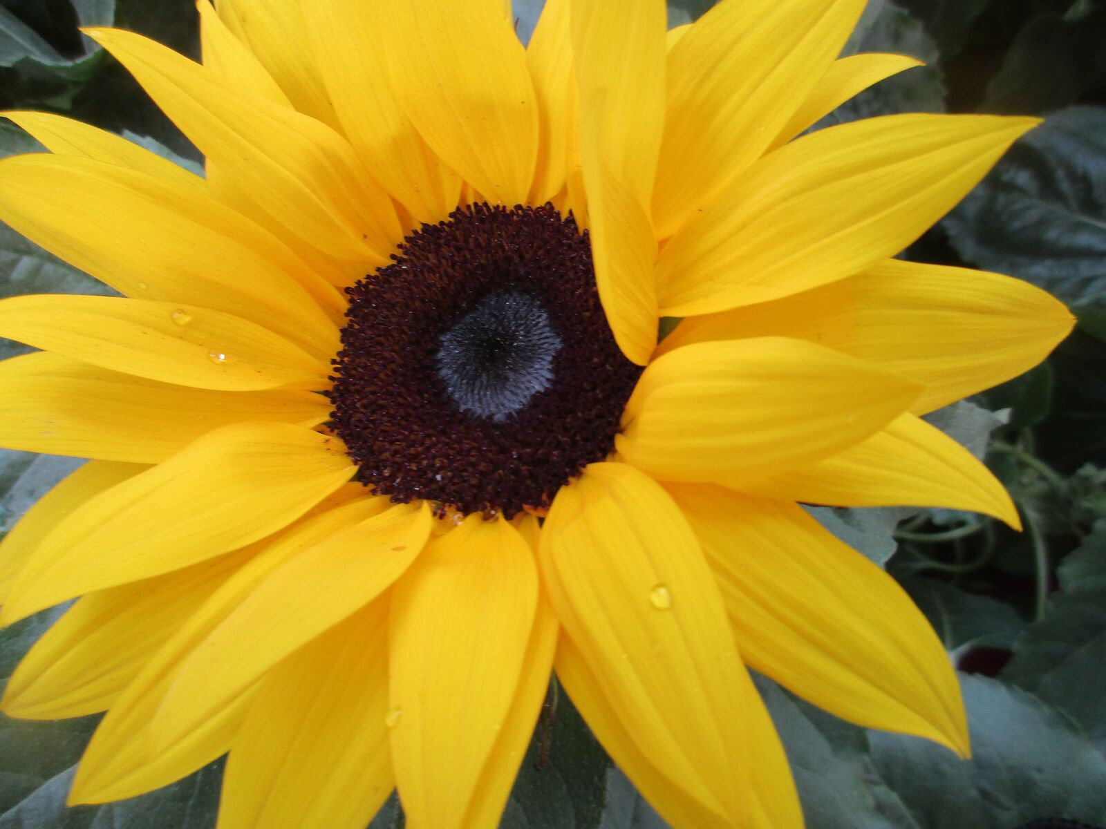 Canon PowerShot ELPH 170 IS (IXUS 170 / IXY 170) sample photo. Sunflower, sunflower seeds, big photography