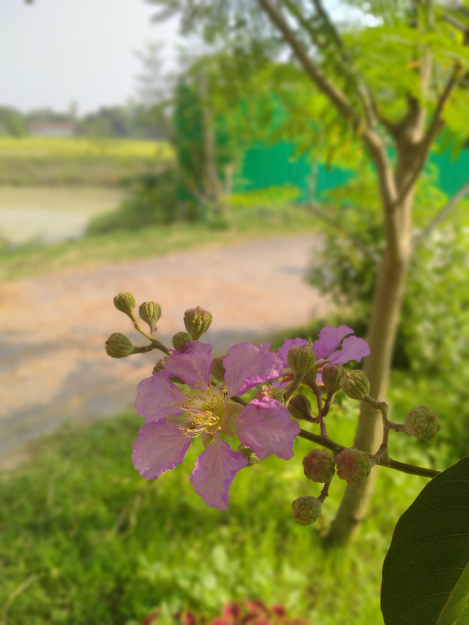 Realme 5I sample photo. Hridoy photography, photography, hridoy007 photography