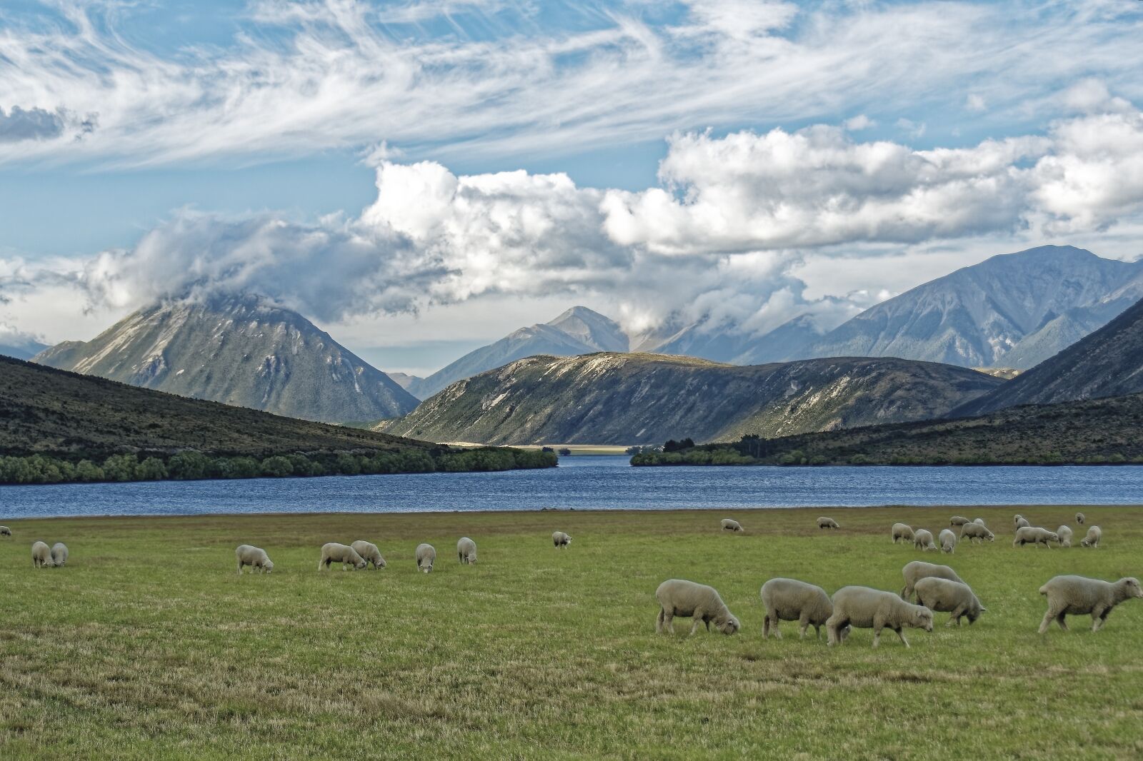 Nikon D500 sample photo. New zealand, craigieburn forest photography