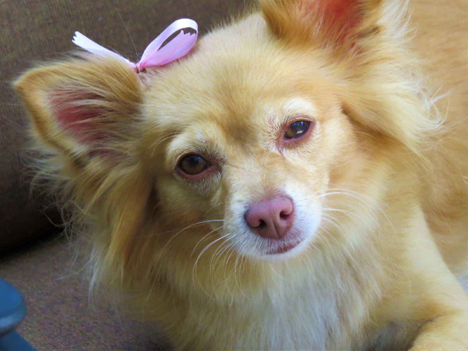 Canon PowerShot SX50 HS sample photo. Dog, cute, up close photography