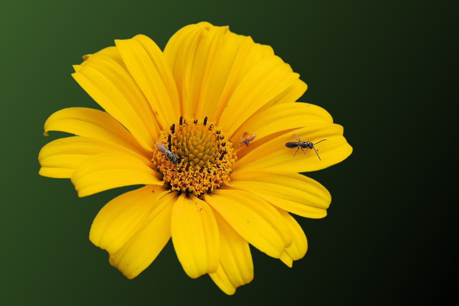 Nikon D3000 sample photo. Sunflower, insect, blossom photography