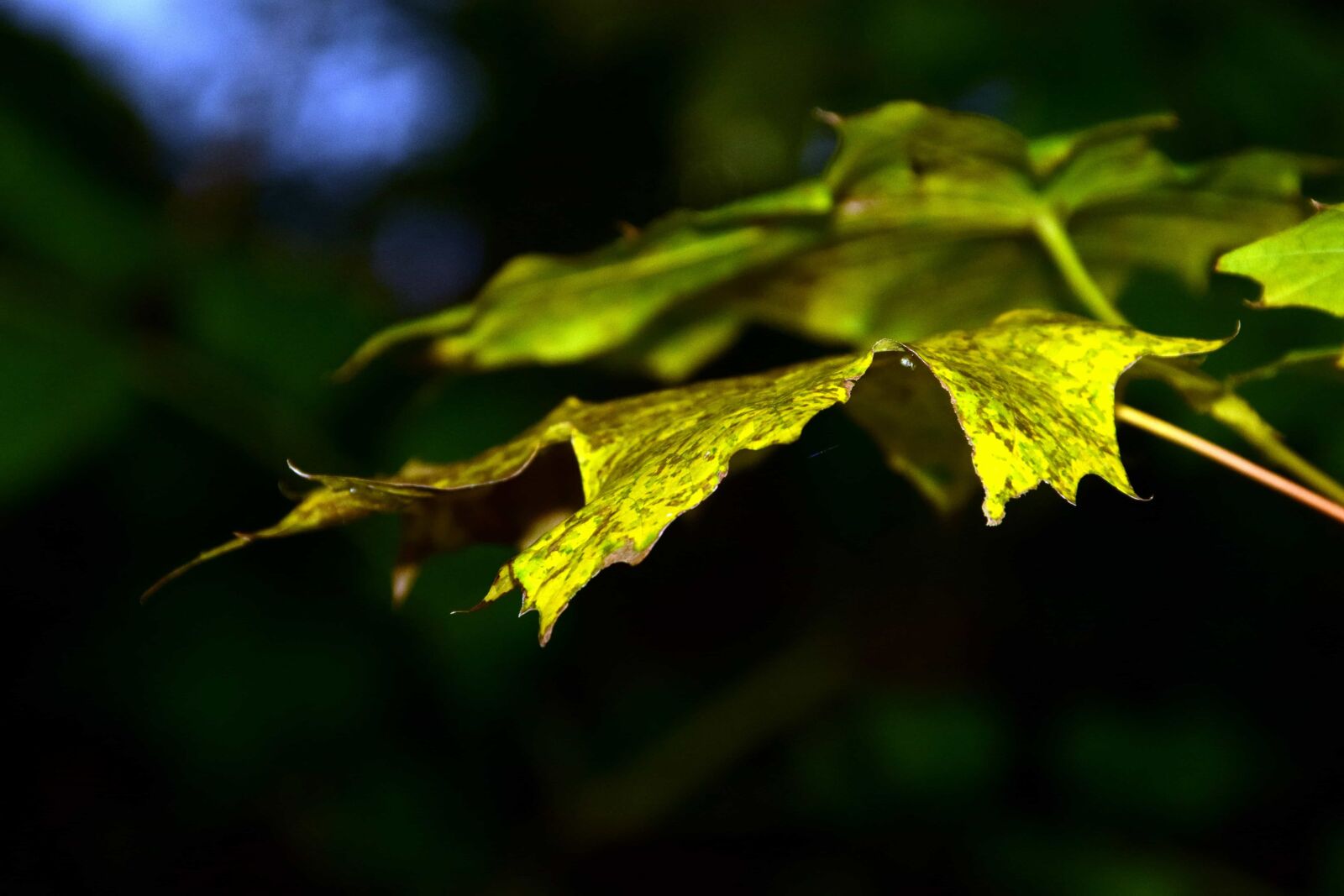 Nikon D3300 sample photo. Nature, flora, garden, green photography