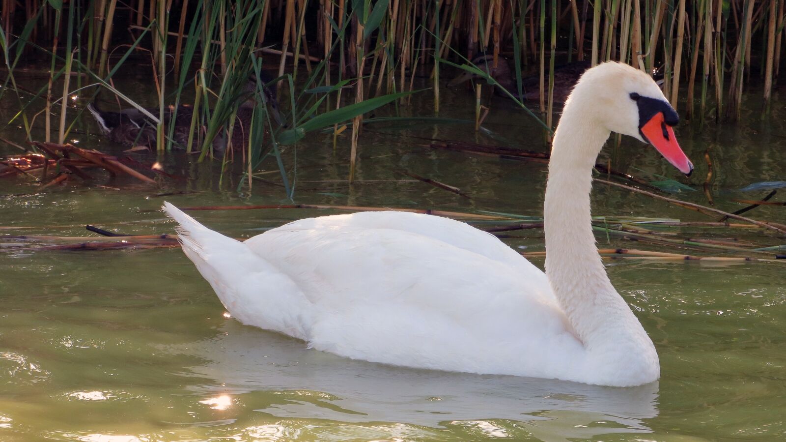 Canon PowerShot SX240 HS sample photo. Swan, bird, water photography