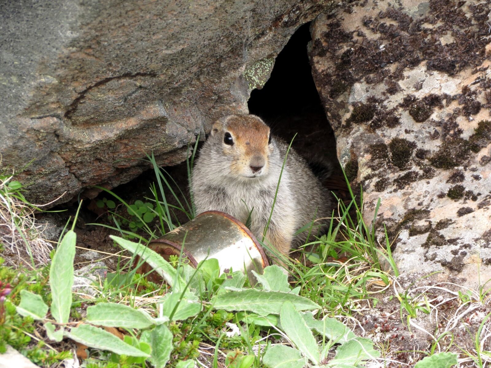 Canon PowerShot SX40 HS sample photo. The ground, gopher, rodent photography