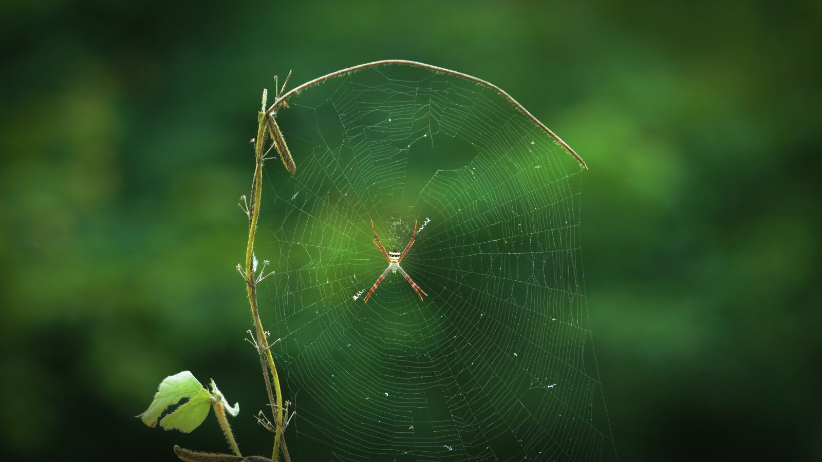 Canon EF-S 55-250mm F4-5.6 IS II sample photo. Kerala, india, spider photography