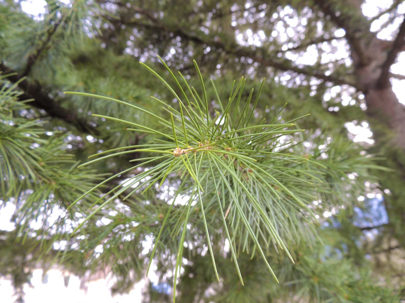 Nikon Coolpix P510 sample photo. Needles, conifer, branch photography