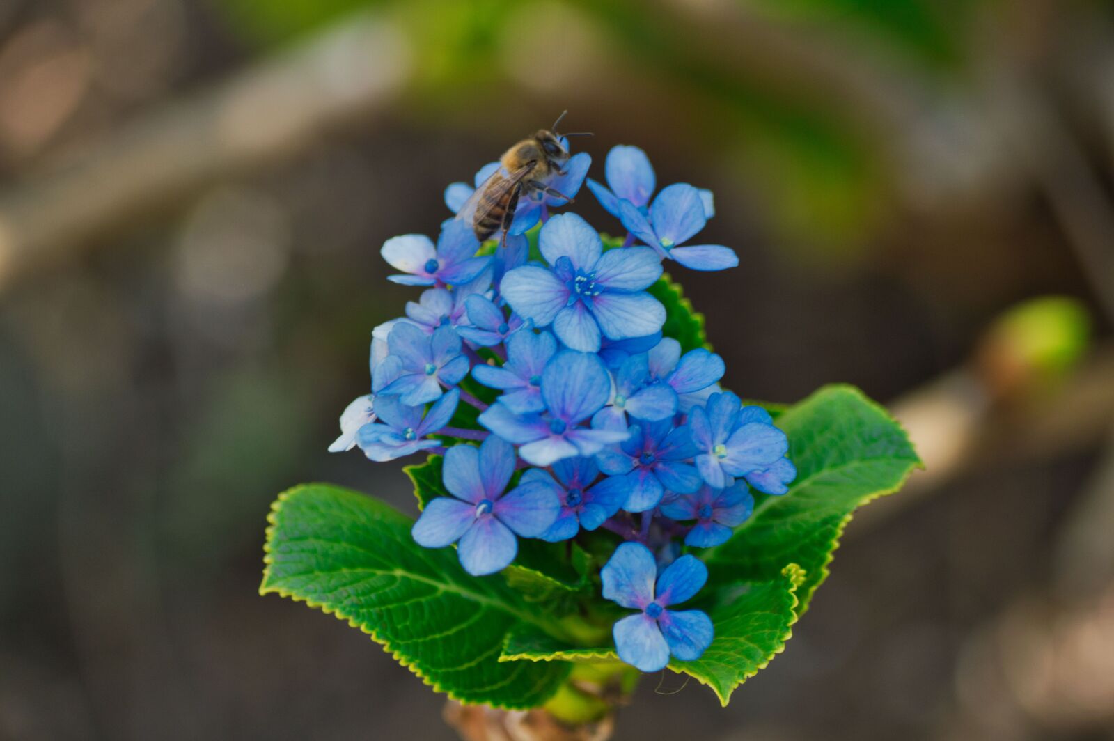 Nikon D3200 sample photo. Costa rica, flowers, hydrangeas photography