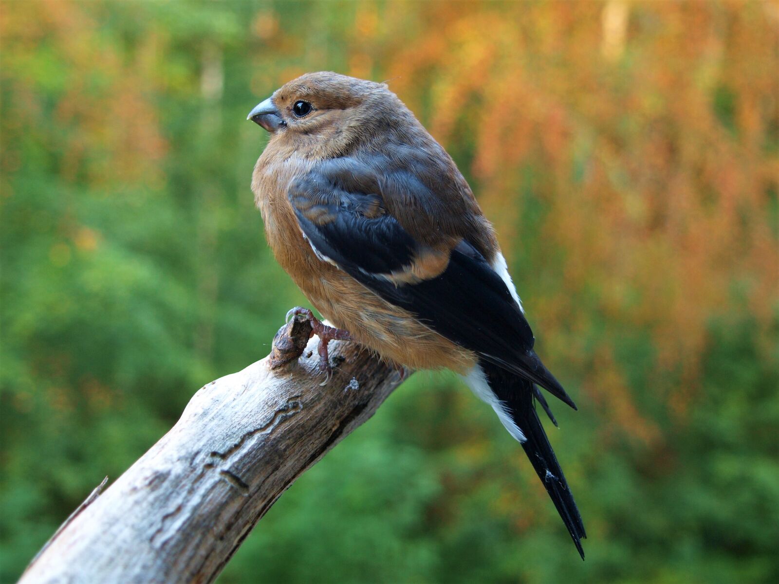 Olympus E-420 (EVOLT E-420) sample photo. Gimpel, bird, animal photography