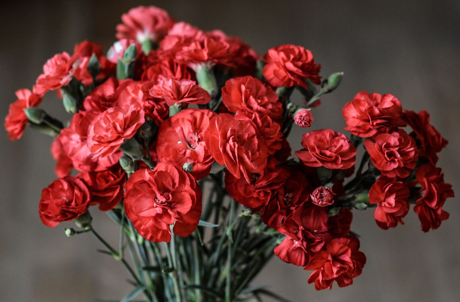 Nikon D5200 sample photo. Carnation, flowers, red photography