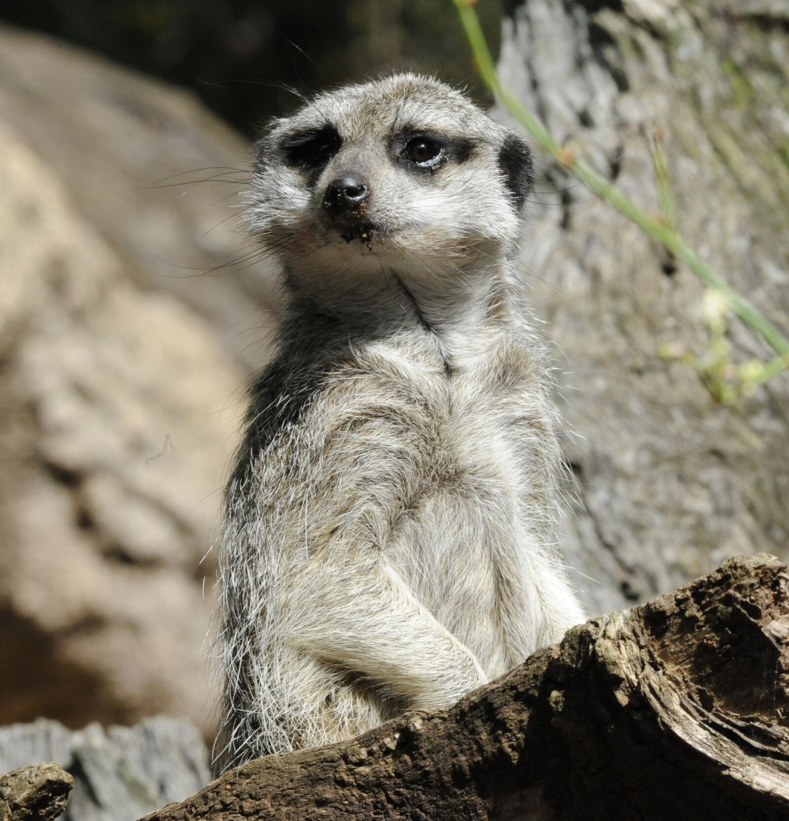 Nikon D700 sample photo. Wildlife, mammal, nature photography
