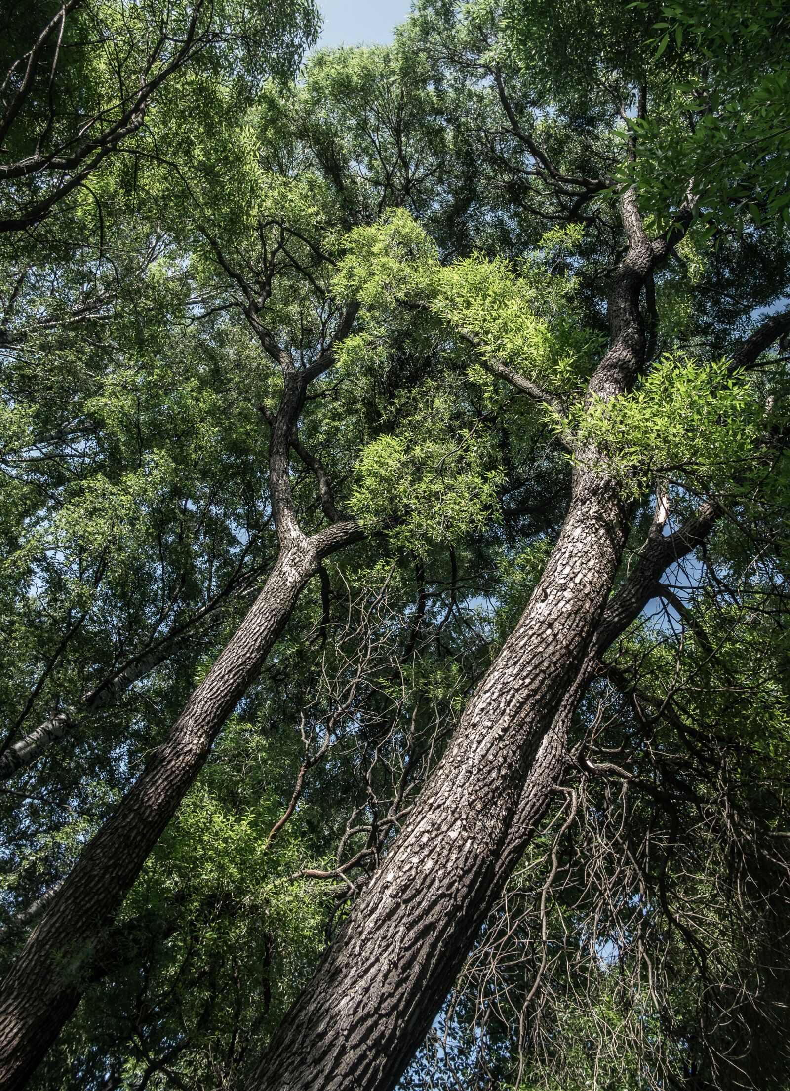 Fujifilm X-Pro1 + Fujifilm XF 18mm F2 R sample photo. Trees, summer, sky photography