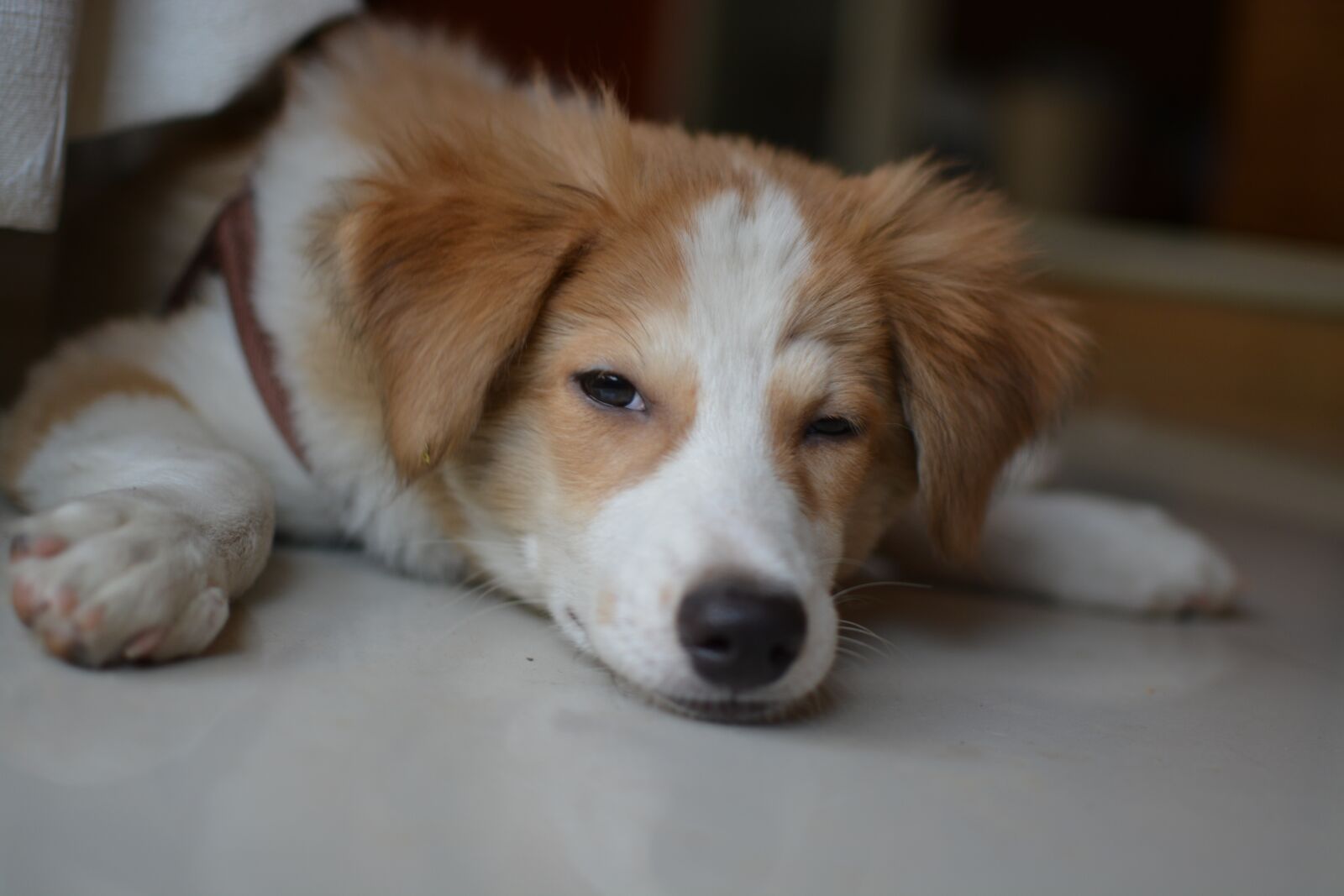 Nikon D5200 sample photo. Dog, canine, pet photography