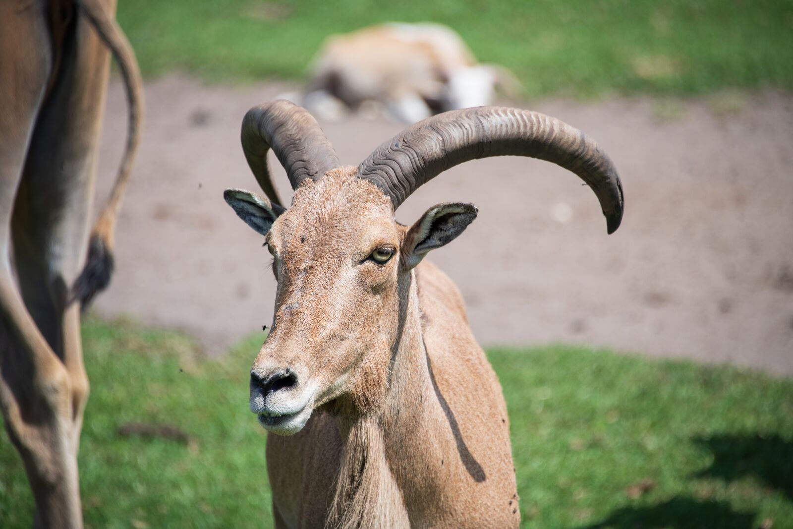 Nikon D850 sample photo. Ram, goat, antelope photography